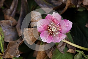 Closeup shot of Helleborus orientalis, the Lenten rose