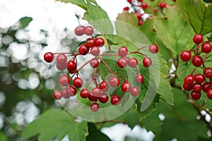 Closeup shot of the Highbush Cranberry branch