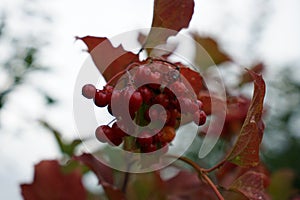 Closeup shot of the Highbush Cranberry branch