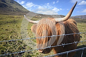 Closeup shot of a Highland Cattle in Scotland with a blurred background