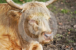 Closeup shot of a highland cow resting on the ground of a farm herbivore
