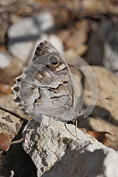 Closeup shot of the Hipparchia fidia - Striped Grayling butterfly on a rock photo