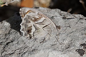Closeup shot of the Hipparchia fidia - Striped Grayling butterfly on a rock photo