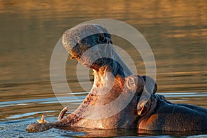 Closeup shot of a hippopotamus soaked in water with a mouth wide open