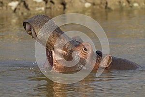 Closeup shot of a hippopotamus in the water with its mouth open