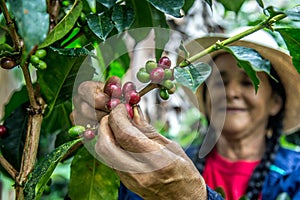 Closeup shot of a Hispanic female from Colombia picking cherry red coffee beans on the tree