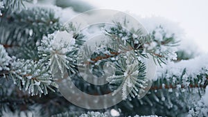 closeup shot of hoarfrost covered spruce tree branches