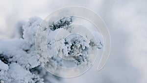 closeup shot of hoarfrost covered spruce tree branches