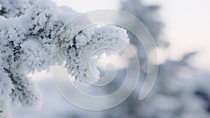 closeup shot of hoarfrost covered spruce tree branches