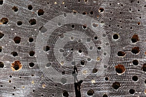 Closeup shot of holes drilled in the wood for insects