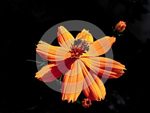 Closeup shot of a honey bee collecting nectar from orange garden cosmos flower on a black background