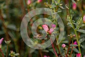 Closeup shot of a honey bee on a flower on blurry background