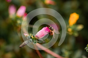 Closeup shot of a honey bee on a flower on blurry background