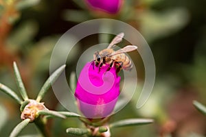 Closeup shot of a honey bee on a flower on blurry background