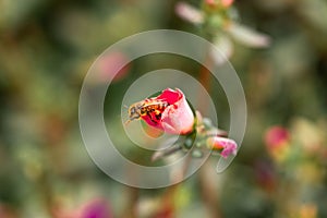 Closeup shot of a honey bee on a flower on blurry background