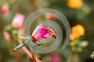 Closeup shot of a honey bee on a flower on blurry background