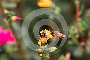 Closeup shot of a honey bee on a flower on blurry background