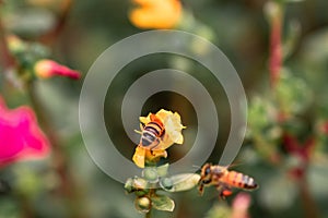 Closeup shot of a honey bee on a flower on blurry background
