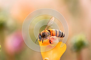 Closeup shot of a honey bee on a flower on blurry background