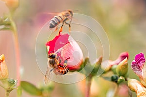 Closeup shot of a honey bee on a flower on blurry background