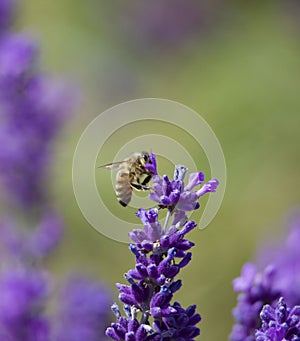 Closeup shot of a honey bee on a lavender flower with a blurred background in Mayfield, London