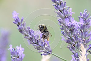 Closeup shot of a honey bee on a purple flower isolated on a blurred background