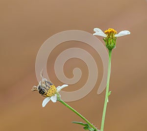 Closeup shot of a honey bee seating on common daisy flower on beige blurry background