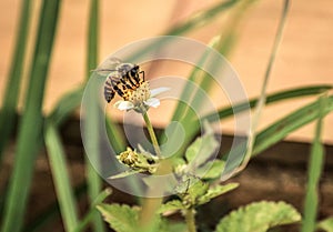 Closeup shot of a honey bee seating on common daisy flower on green grass blurry background