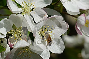 Closeup shot of a honey bee on a white flower with a blurred background