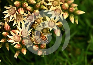 Closeup shot of a honeybee on a cluster of flower buds.