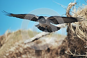 Closeup shot of a Hooded crow flying with open wings with background of a blue sky and yellow hays