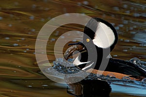 Closeup shot of hooded merganser (Lophodytes cucullatus) with a small fish in its beak and swimming