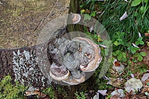 Closeup shot of hoof fungus growing on a tree trunk