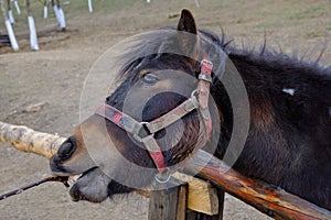 Closeup shot of a horse in farmland at daytime