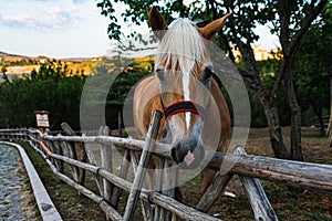 Closeup shot of a horse in fenced farmland