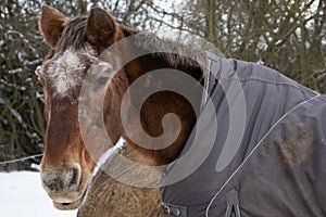 Closeup shot of a horse wearing a blanket in the snow