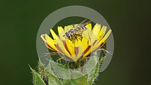 Closeup shot of a hoverfly gathering pollen from a Hieracium flower against a green background