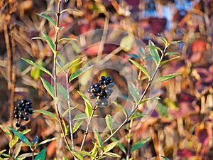 Closeup shot of huckleberry in a park