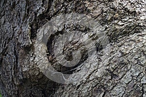 Closeup shot of a huge tree