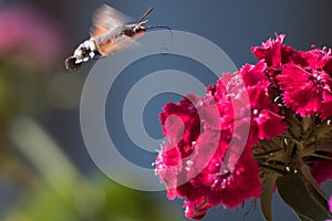 Closeup shot of a hummingbird moth flying above the pink flower with a blurred background