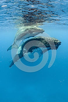 Closeup shot of humpback whales swimming in the Pacific Ocean