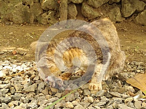 Closeup shot of a hungry cat bent over a piece of raw meat