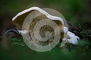 Closeup shot of Hydnum repandum in a forest during the day
