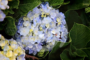 Closeup shot of  Hydrangea flowers