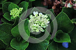 Closeup shot of  Hydrangea flowers