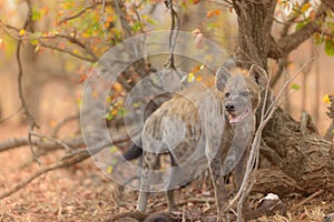 Closeup shot of a hyena feeding on its prey
