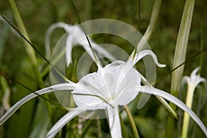 Closeup shot of Hymenocallis Speciosa