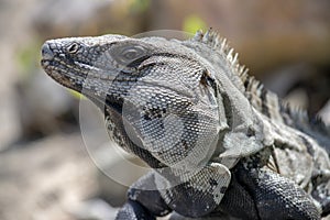 Closeup shot of an iguana head