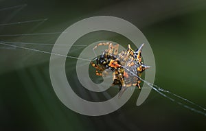 Closeup shot of brown spiny orb-weaver spider.