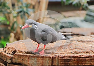 Closeup shot of the Inca larosterna bird perched on a rock in the zoo